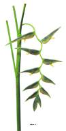 Fleurs d'Heliconia factices retombante sur tige, L 128 cm, Vert
