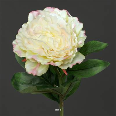 Pivoine factice Creme Vert H 63 cm tres belle tete