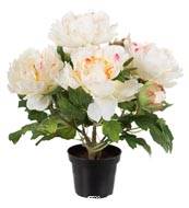 Pivoine factice en pot H 35 cm 4 fleurs et 2 boutons Blanc rose