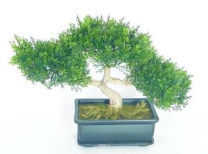 Bonsai factice Cedre H 23 cm 113 feuilles Lg 33 cm