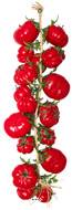 Grappe de 20 Tomates factices L 50 cm plastique soufflé