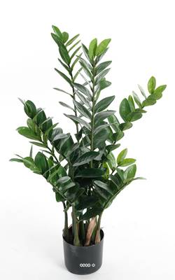 Zamioculcas en pot factice H 90 cm, D 52 cm