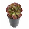 Crassula artificiel Vert-rouge : H 22 cm en piquet