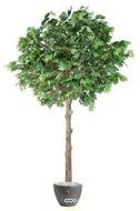 Platane arbre factice H300cm L190cm Tronc bois & fibre verre platine