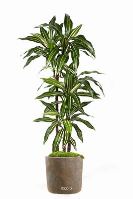 Dracaena fragrans factice en pot 3 troncs feuillage Vert-blanc H 120 cm D 60 cm