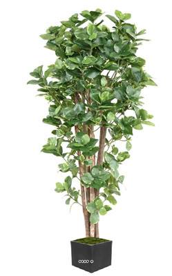 Clusia variegata Faux arbre artificiel H 150 cm D 75 cm en pot