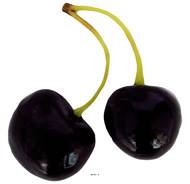 Cerise Burlat par paire factice H 7,5 cm touché réel