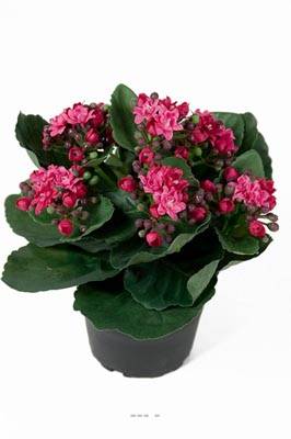 Kalanchoe factice en pot H 20 cm adorable et tres dense Rose fushia