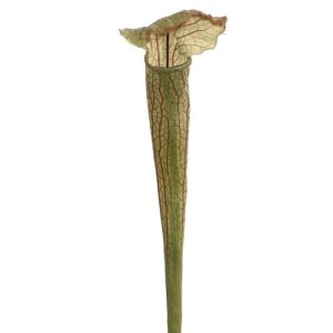 Orchidee Sarracenia artificielle H 54 cm Verte et rouge