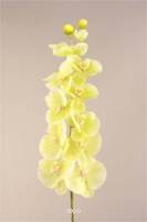 Orchidee Phalaenopsis Vert jaune artificielle H 125 cm Latex Toucher reel