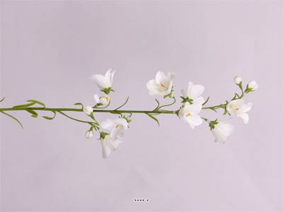 Campanule faux en tige Fleur des champs H65cm idéal bouquet BlancNeige