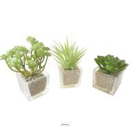 Agave Succulente cactee lot de 3 en pot verre H 9-16 cm Vert Type A