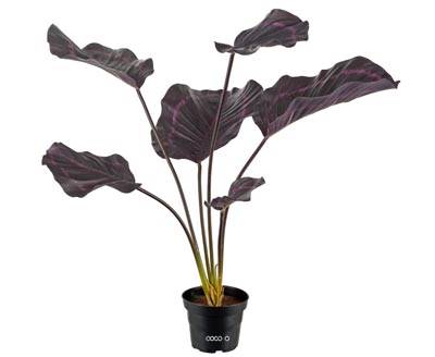 Calathea factice, larges feuilles, H 55 cm en pot, Pourpre-rose