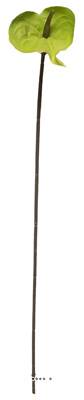 Anthurium factice H 67 cm Vert-jaune