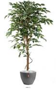 Ficus Benjamina factice grande feuille tronc naturel, pot H120 cm Vert