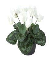 Cyclamen factice en pot H 20 cm D 15 cm qualite top Blanc neige