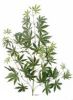 Branche d Aralia artificielle H 70 cm Magnifique
