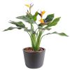 Strelizia arabica plastique H 50 cm 4 fleurs L 35 cm en piquet