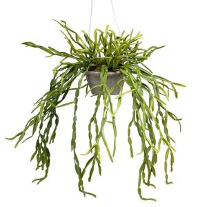 Cactus Gui factice en suspension L 55 cm