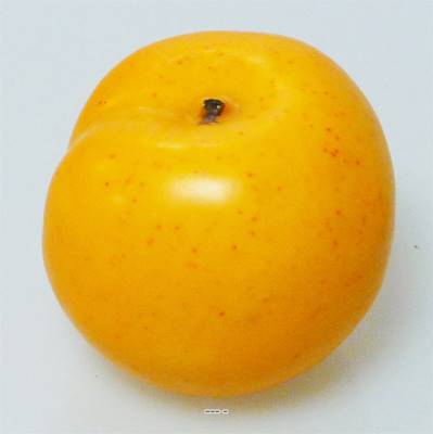 Abricot lesté factice H 6 cm touché réel