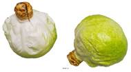Choux verts factices x2 H 130x120 mm plastique soufflé