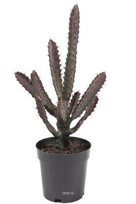Cactus Euphorbe factice en pot cactée Vert-Rouge Qualité décorateurs et Pros H 45 cm Vert-rouge