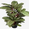 Maranta plante factice H 104 cm tres dense en pot feuillage tissu