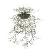 Plante verte, Rhipsalis cereuscula retombant factice en pot, L 100 cm, D 28 cm
