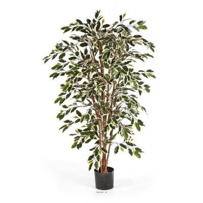 Ficus Nitida artificiel en pot tronc naturel H 180 cm Blanc-vert