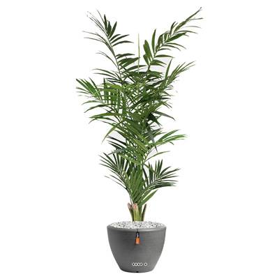 Palmier Kentia factice Royal H 180 cm D 90 cm 14 palmes en pot