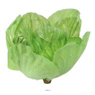 Salade laitue Romaine factice H 20 cm D 16 cm touché réel
