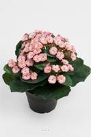 Kalanchoe factice en pot H 20 cm adorable et tres dense Rose