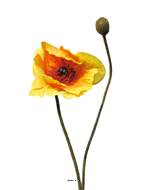 Pavot factice H 60 cm 1 fleur, Orange