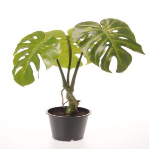 Faux philodendron factice en pot H 60 cm D 42 cm