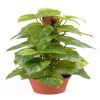 Pothos factice en pot et sur pied H 45 cm, D 18 cm