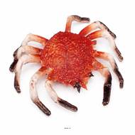 Araignée de mer factice L 220x200 mm plastique soufflé