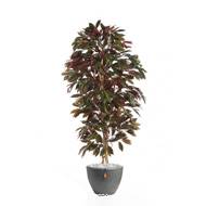 Capensia arbre factice H 150 cm 816 feuilles Superbe et dense en pot