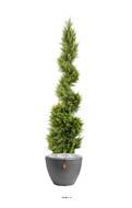 Cypres Juniperus factice en pot sur tronc en spirale fine H 130 cm