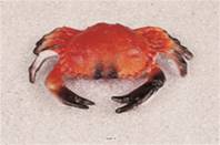 Crabe factice L 200x130 mm plastique soufflé