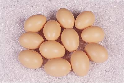 Œufs de poule bruns factices x12 H 65x45 mm plastique soufflé