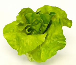 Salade coeur de laitue factice D 16 cm Latex