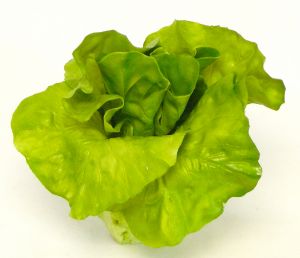Salade coeur de laitue factice D 14 cm Latex