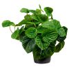 Peperomia en pot plante verte factice H 25 cm D 25 cm Feuillage vert tres touffu