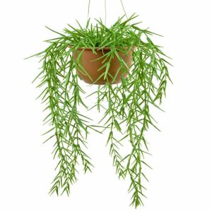 Hoya linearis factice en suspension en pot, L 45 cm, D 20 cm