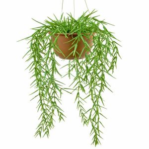 Hoya linearis factice en suspension en pot, L 45 cm, D 20 cm