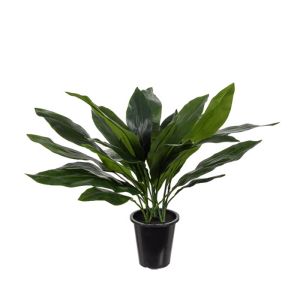 Plante verte Aspidistra factice en pot, H 75 cm D 71 cm