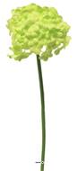 Viorne en fleurs sur tige H 30 cm, tête D 11 cm, Vert