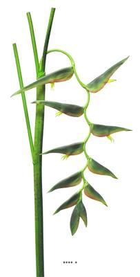 Fleurs d'Heliconia factices retombante sur tige, L 128 cm, Vert