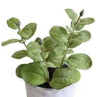 Herbe aromatique factice Menthe H 17 cm D 11cm pot Béton