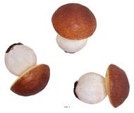 Bolets artificiels factices x3 H 80x65 mm plastique soufflé